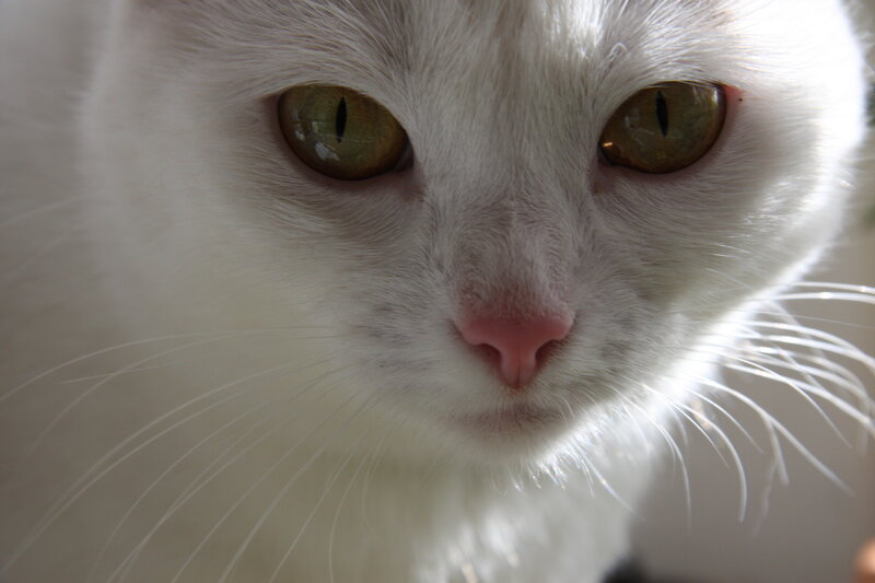 close-up of a white cat