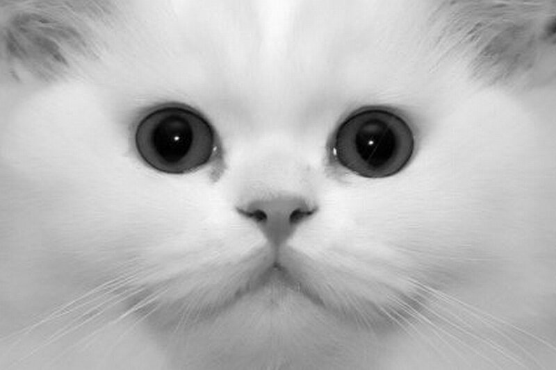 close-up of a white cat