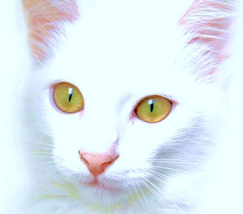 close-up of a white cat