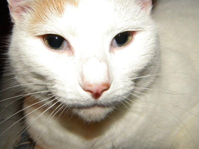 close-up of a white cat