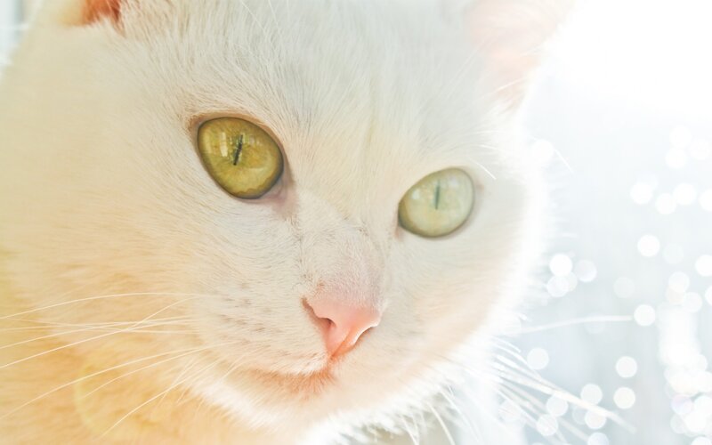 close-up of a white cat