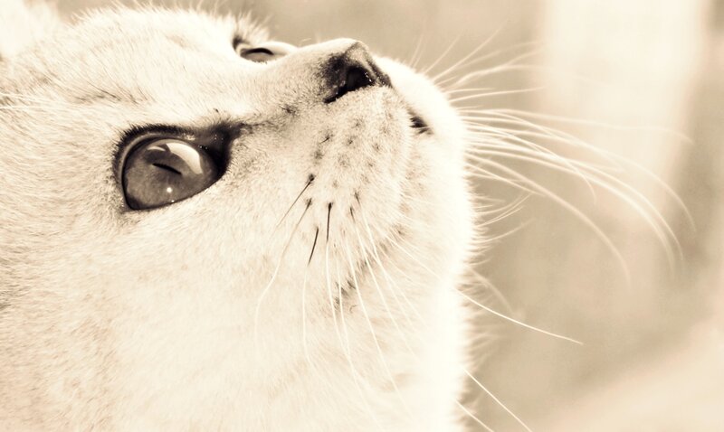 close-up of a white cat