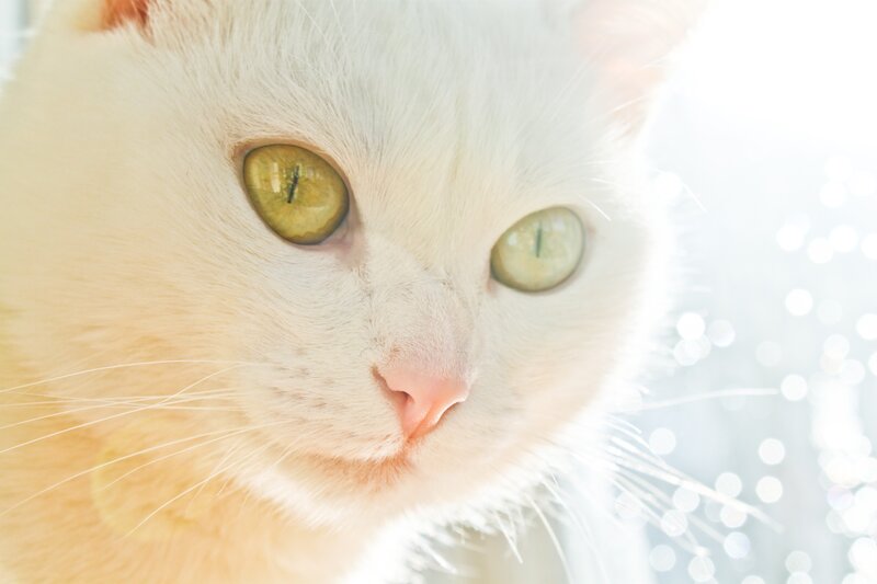 close-up of a white cat