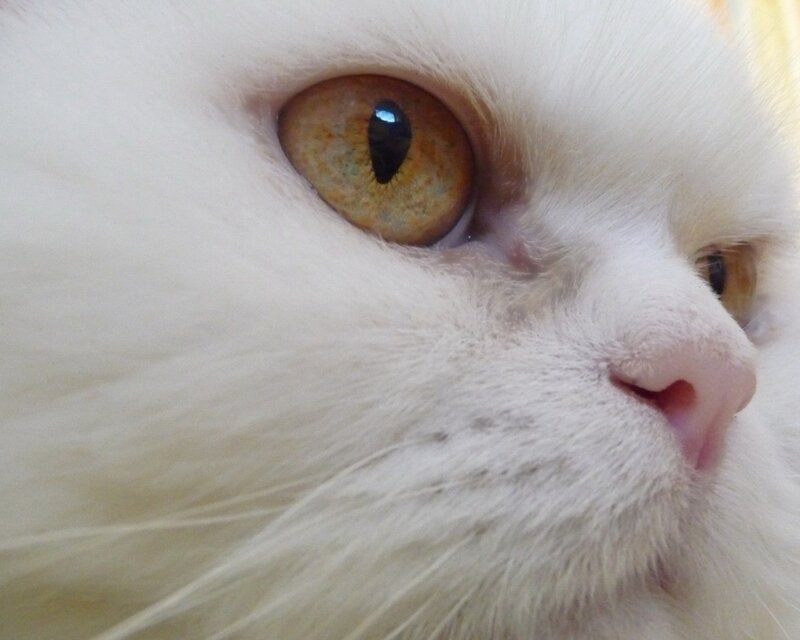 close-up of a white cat's eye