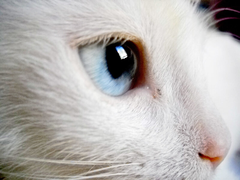 close-up of a white cat's eye