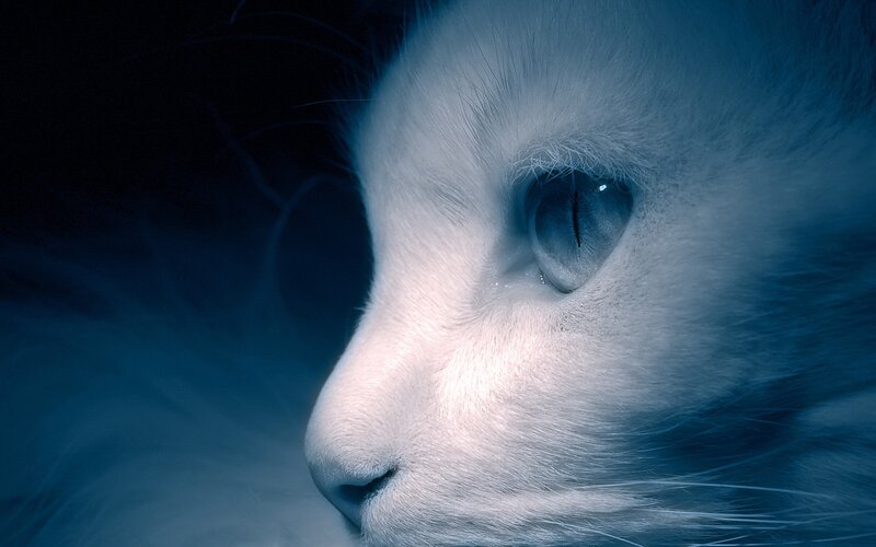 close-up of a white cat's face