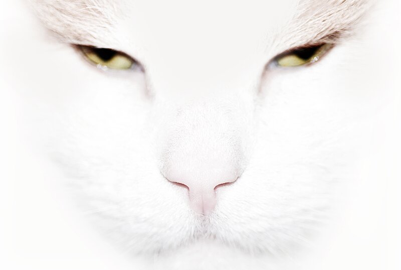 close-up of a white cat's face