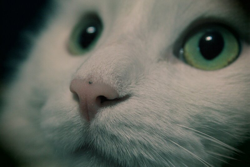 close-up of a white cat's face