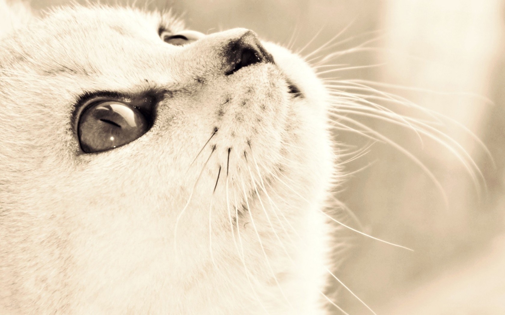 close-up of a white cat