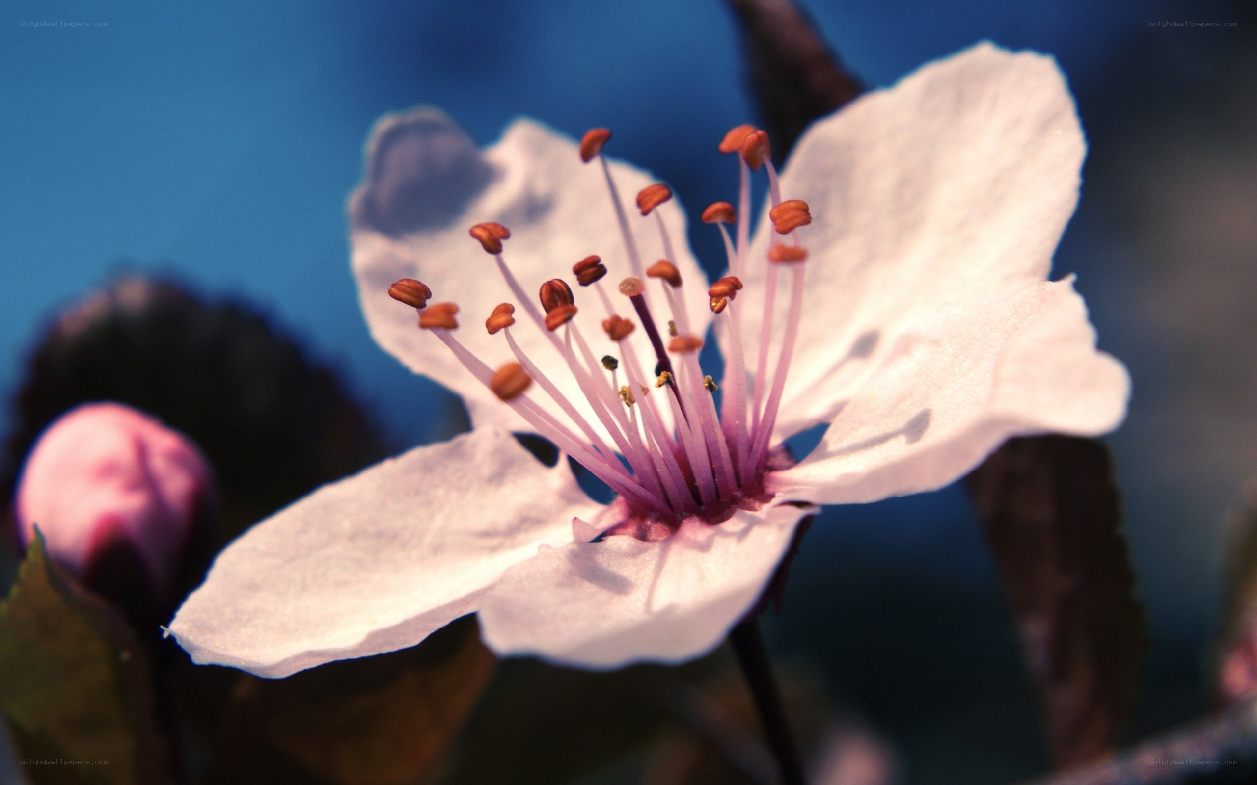 Close-up of a white cherry blossom