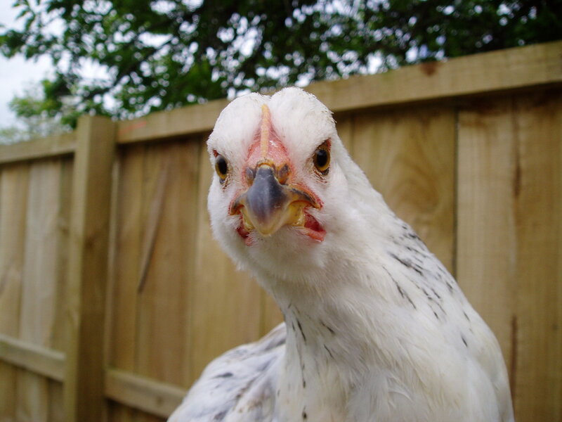 close-up of a white chicken