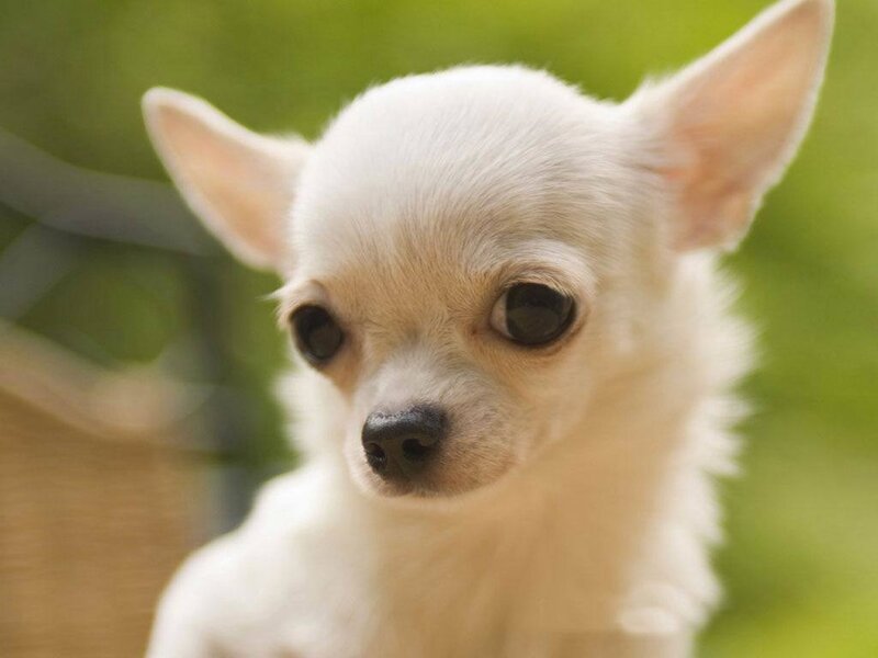 close-up of a white chihuahua puppy