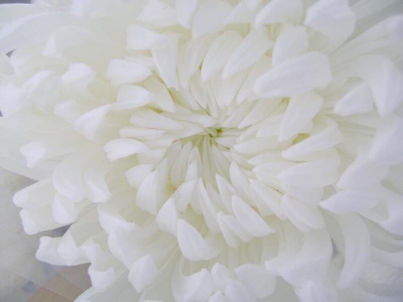 Close-up of a white chrysanthemum