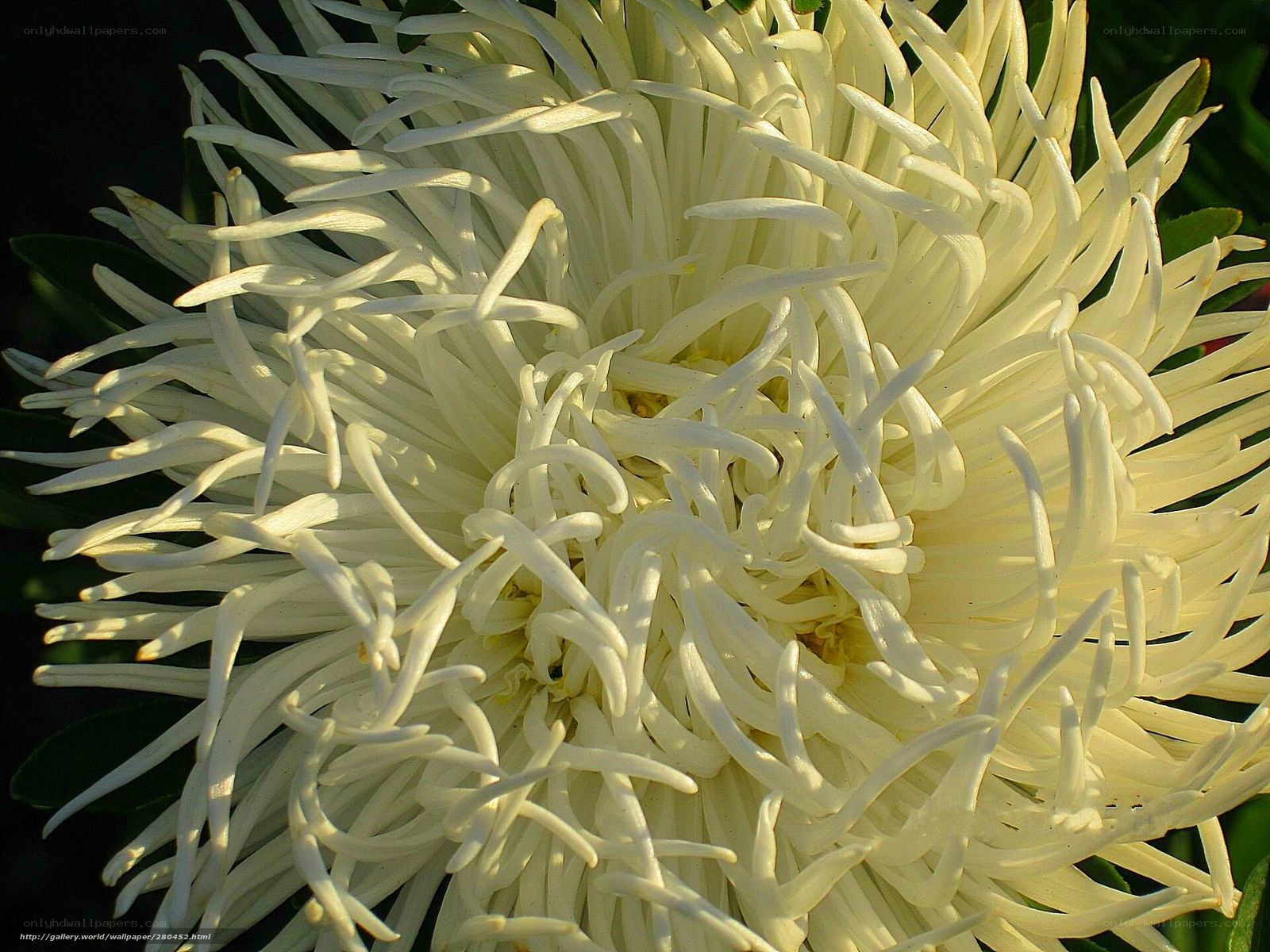 Close-up of a white chrysanthemum