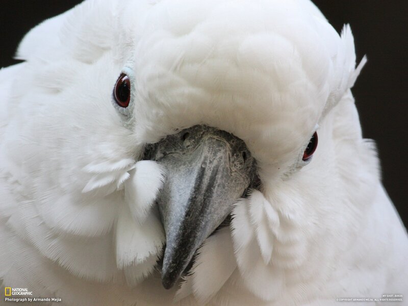 Close-up of a white cockatoo