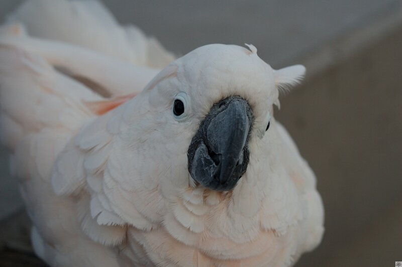 Close-up of a white cockatoo