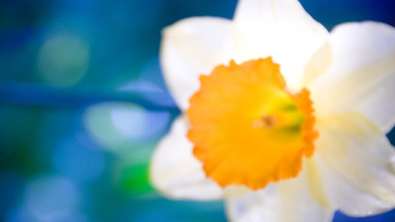 Close-up of a white daffodil