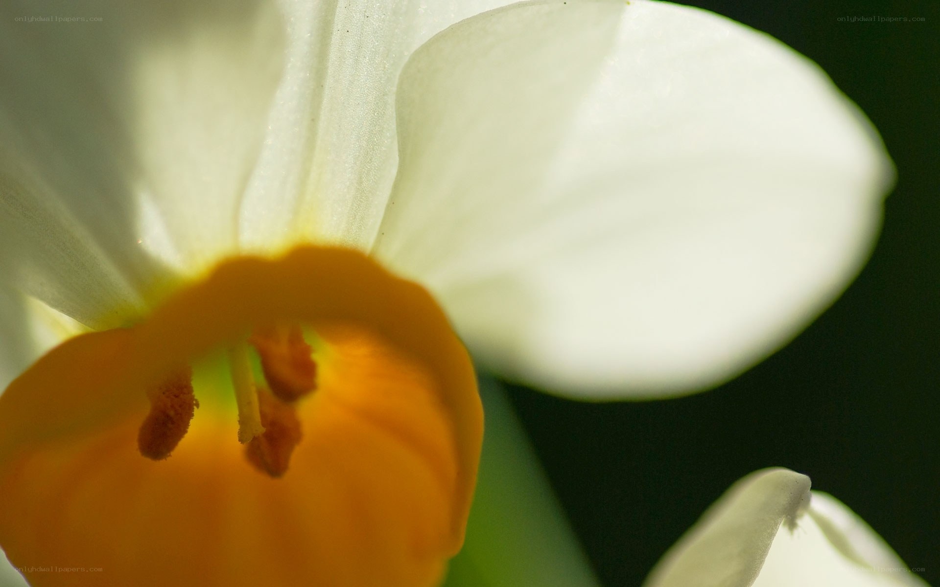 close-up of a white daffodil