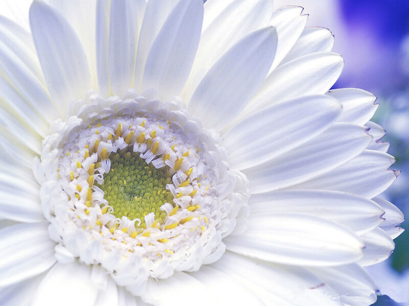 Close-up of a white daisy