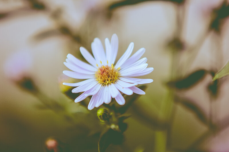 Close-up of a white daisy flower