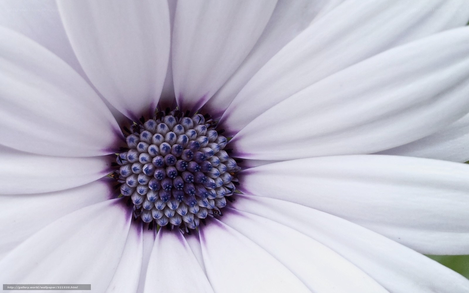 close-up of a white daisy
