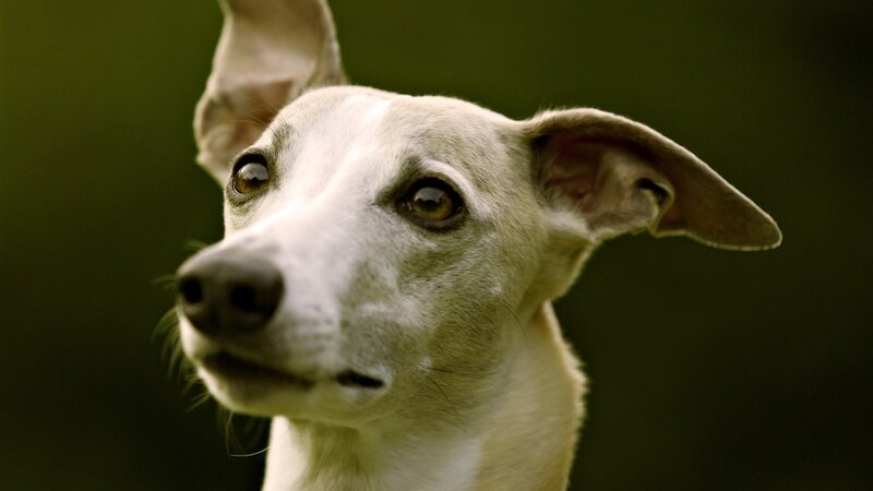 close-up of a white dog
