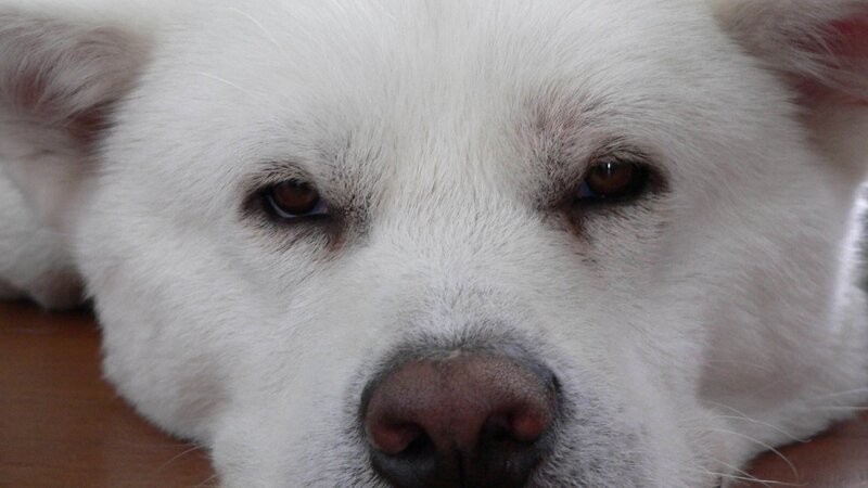 close-up of a white dog