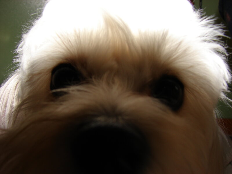 close-up of a white dog