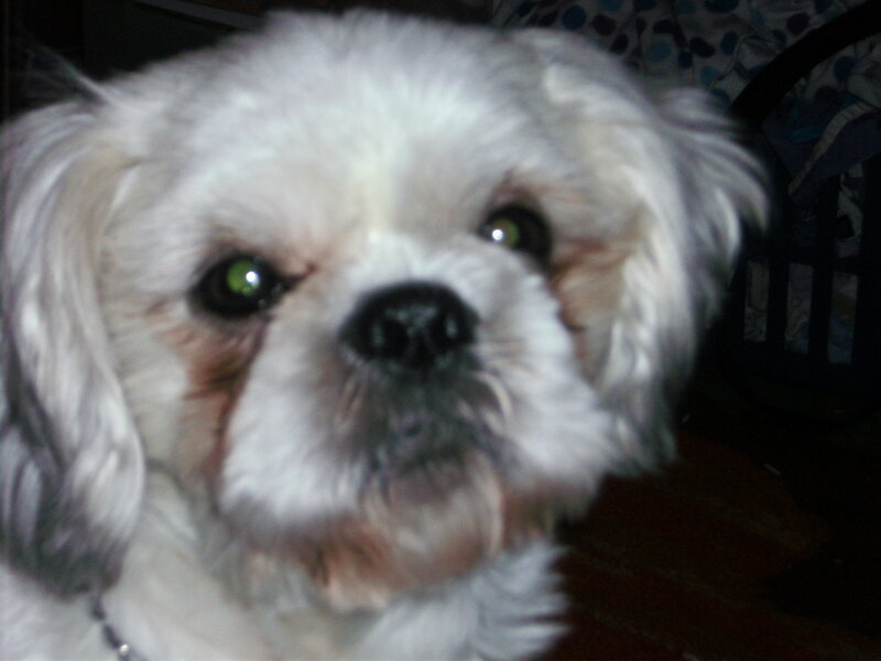 close-up of a white dog