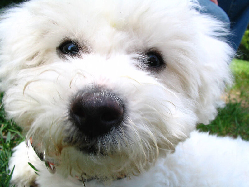 close-up of a white dog