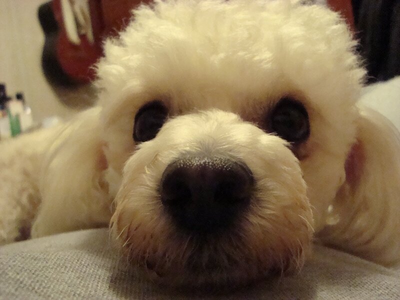 close-up of a white dog