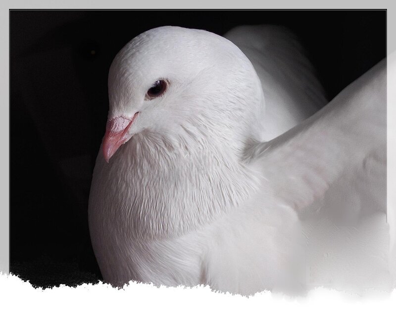 Close-up of a white dove