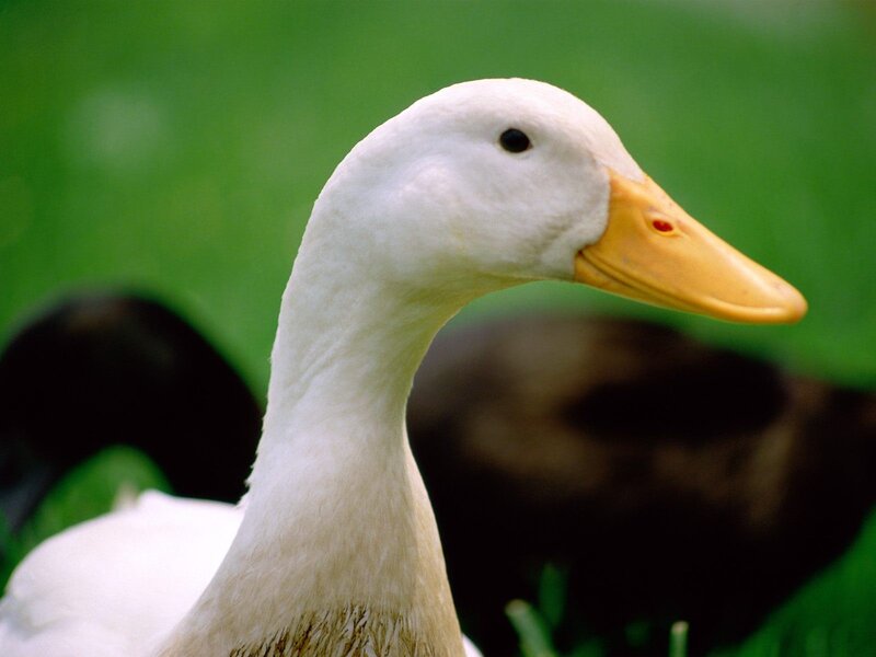 close-up of a white duck
