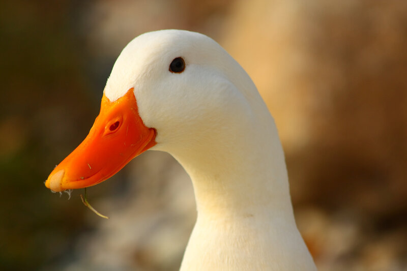 Close-up of a white duck