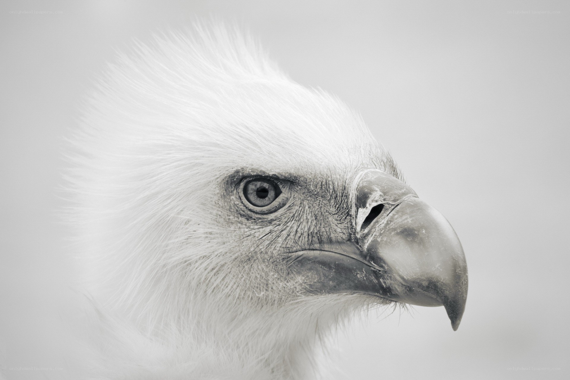 close-up of a white eagle