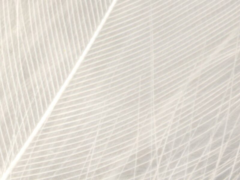 close-up of a white feather