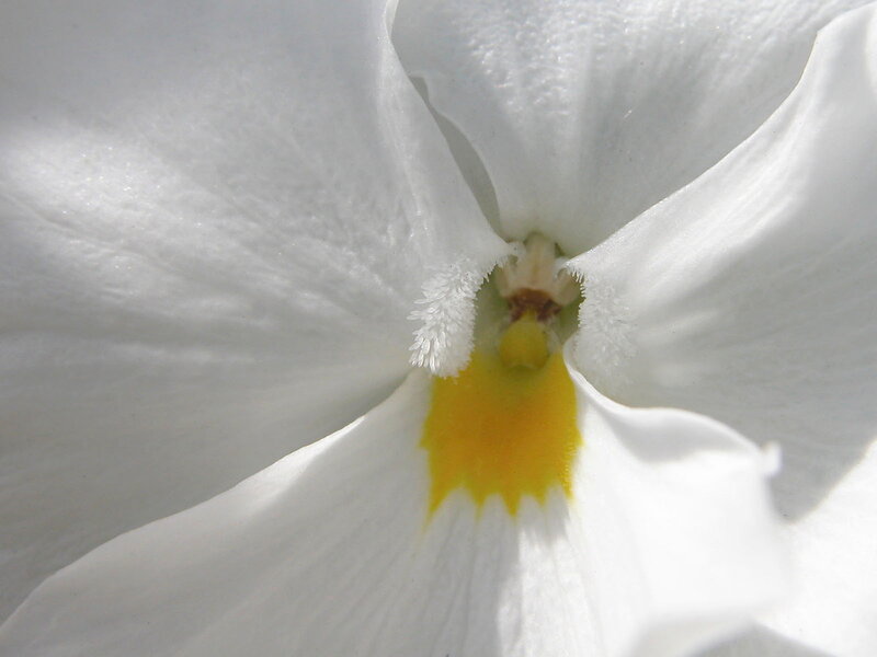 Close-up of a white flower