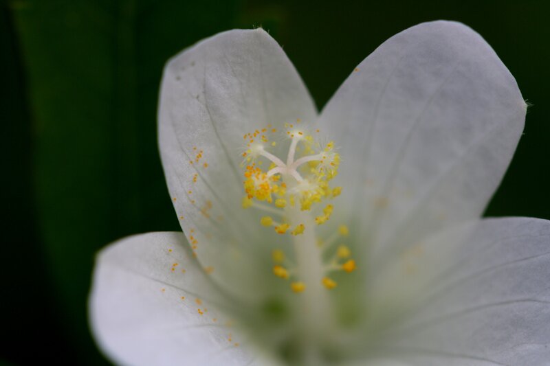 Close-up of a white flower
