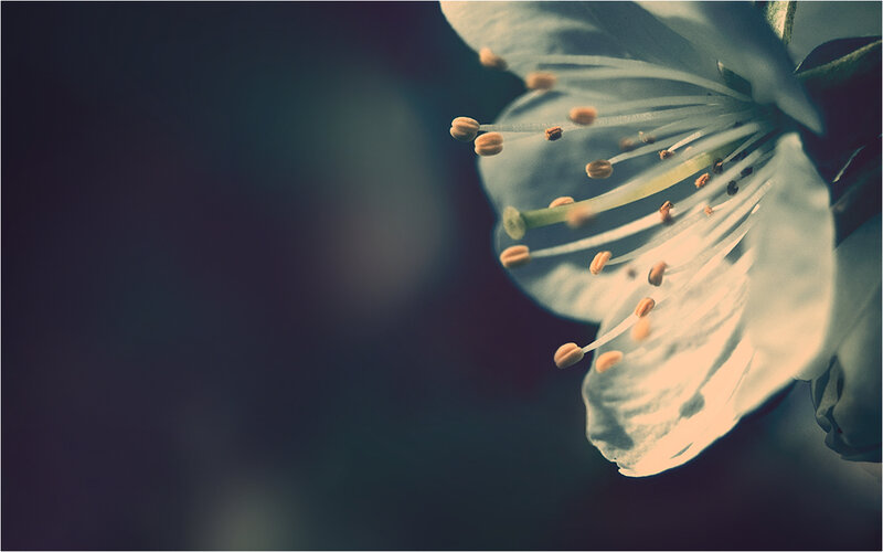 close-up of a white flower