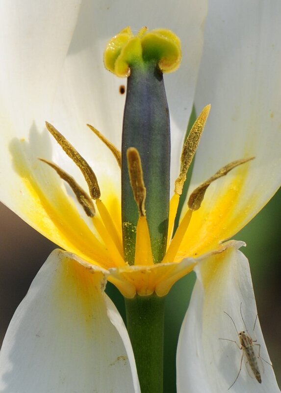 close-up of a white flower