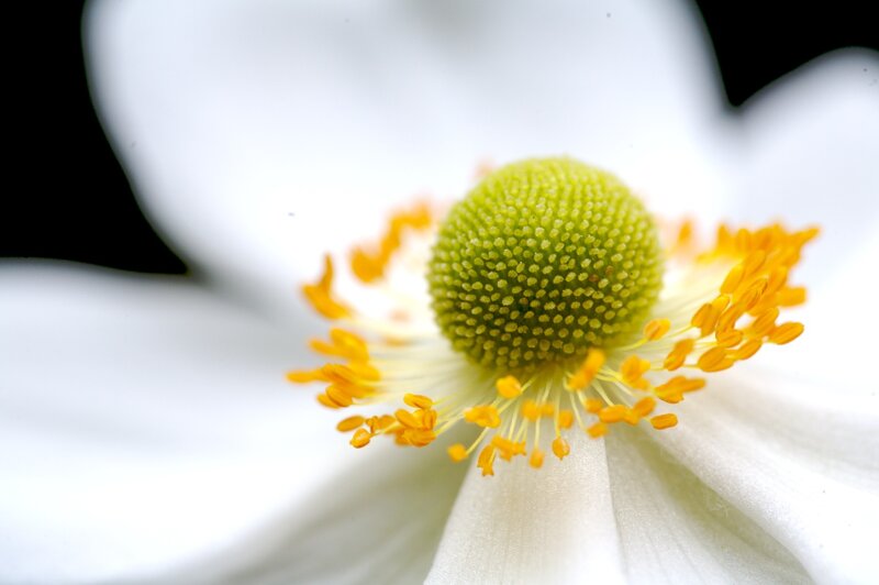 Close-up of a white flower
