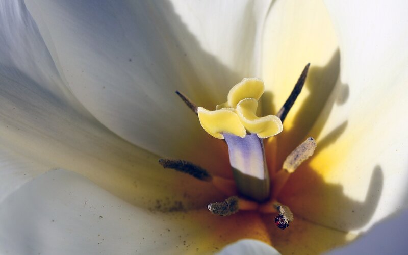 Close-up of a white flower