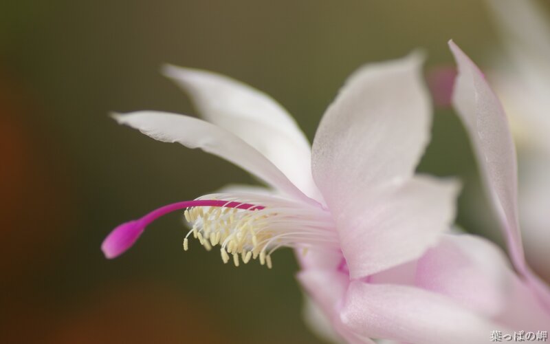 close-up of a white flower