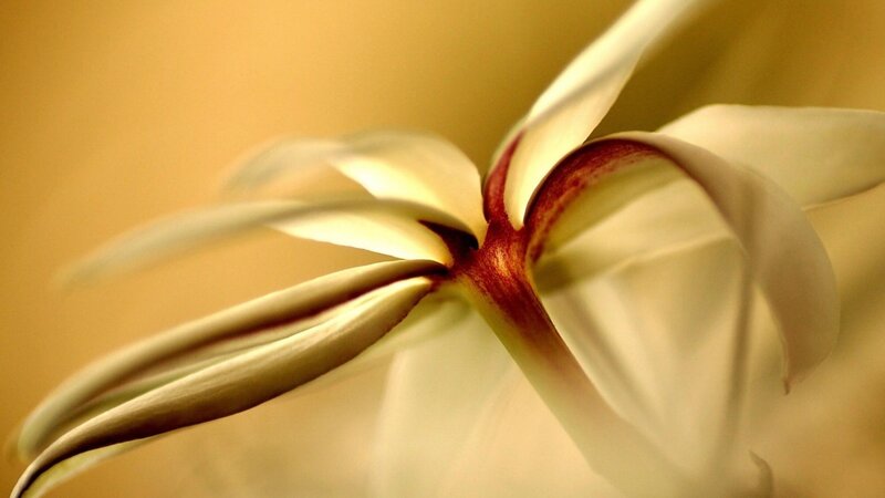 Close-up of a white flower