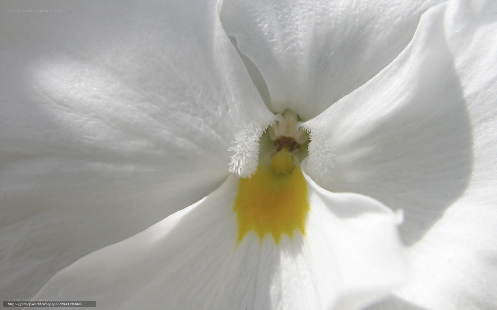Close-up of a white flower