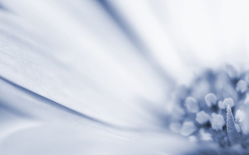 Close-up of a white flower