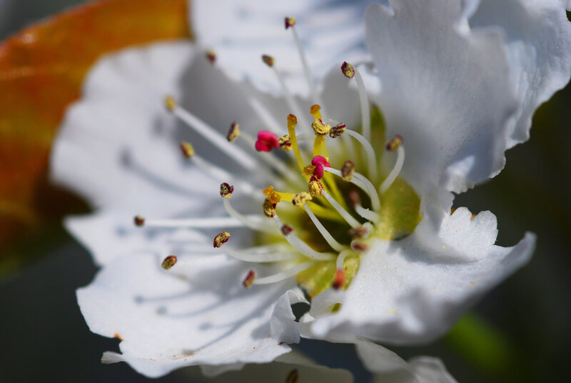 close-up of a white flower