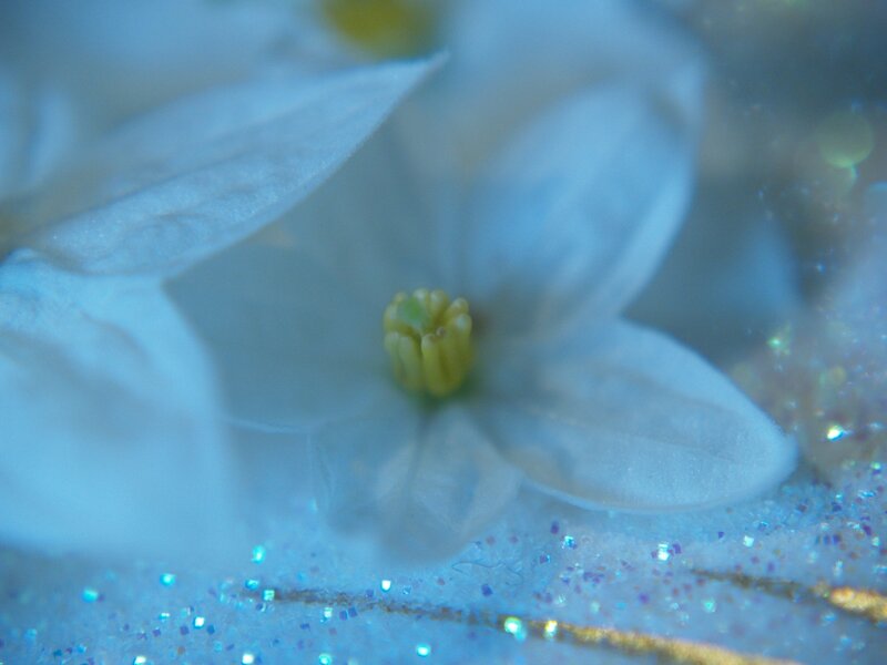 Close-up of a white flower