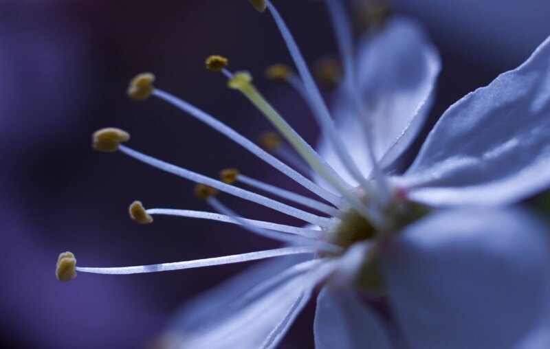 close-up of a white flower