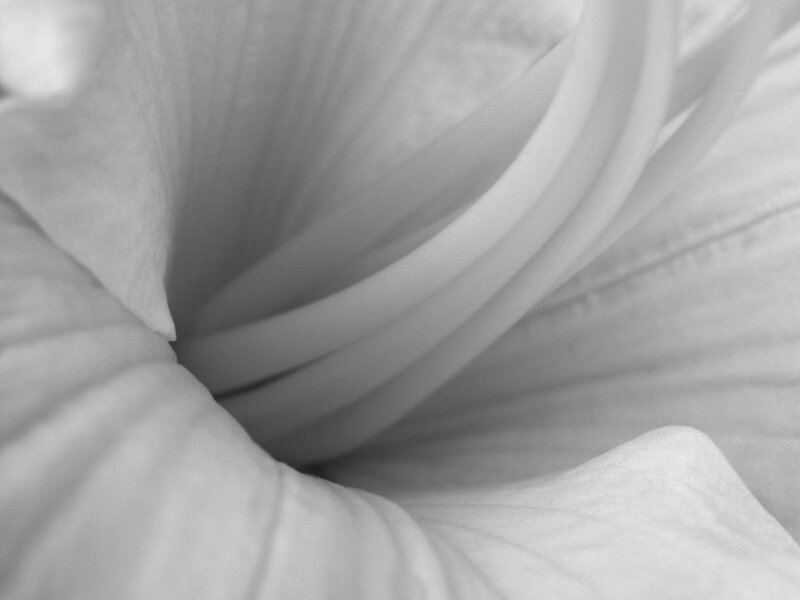 close-up of a white flower
